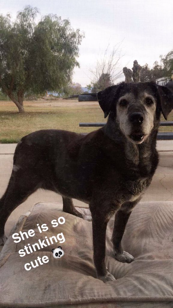 DanaJManuel's tweet photo. I'll miss you forever ❤️🐶 https://t.co/hChKqGhzbP
