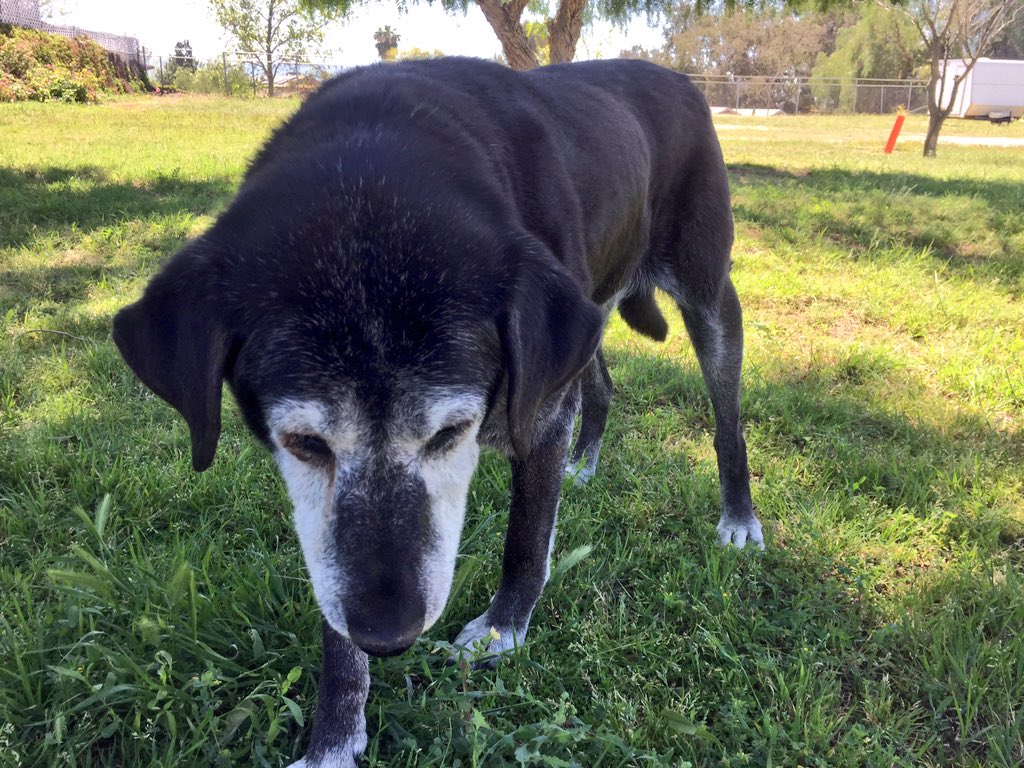 DanaJManuel's tweet photo. I'll miss you forever ❤️🐶 https://t.co/hChKqGhzbP