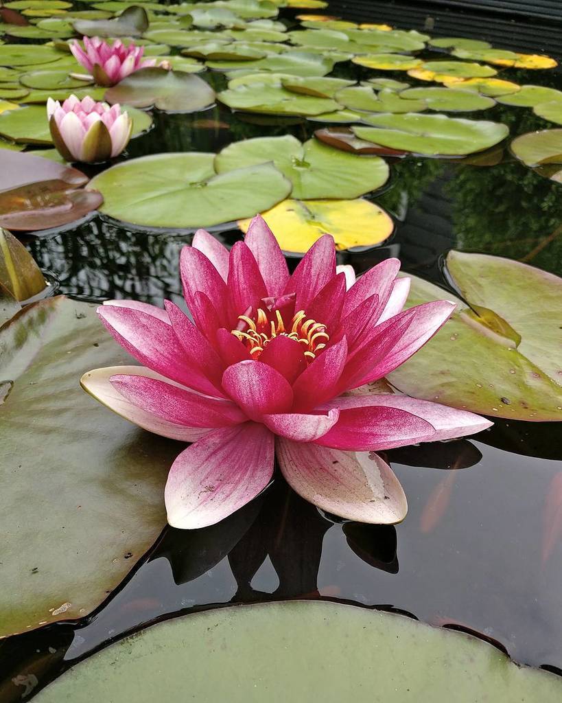 Gielk's tweet image. #nofilter #oneplus #oneplusthree New phone amazing camera just a quick shot @oneplustech ift.tt/295a1sB