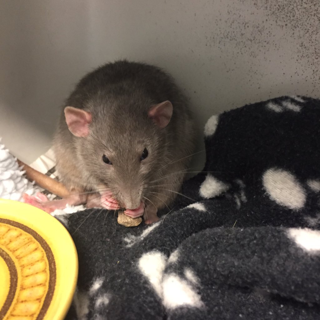 SouthdownVets's tweet photo. We had blue and Bob in with us yesterday, Bob was the very cheeky one out of the two, both happy eating away 😊 https://t.co/OFuVqoclmH