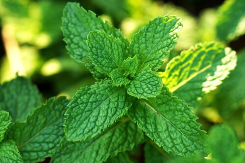 RealLeafMother's tweet photo. Peppermint, The Refreshing Herb - https://t.co/XtLSqtvXpV https://t.co/g6nUvpNP5F