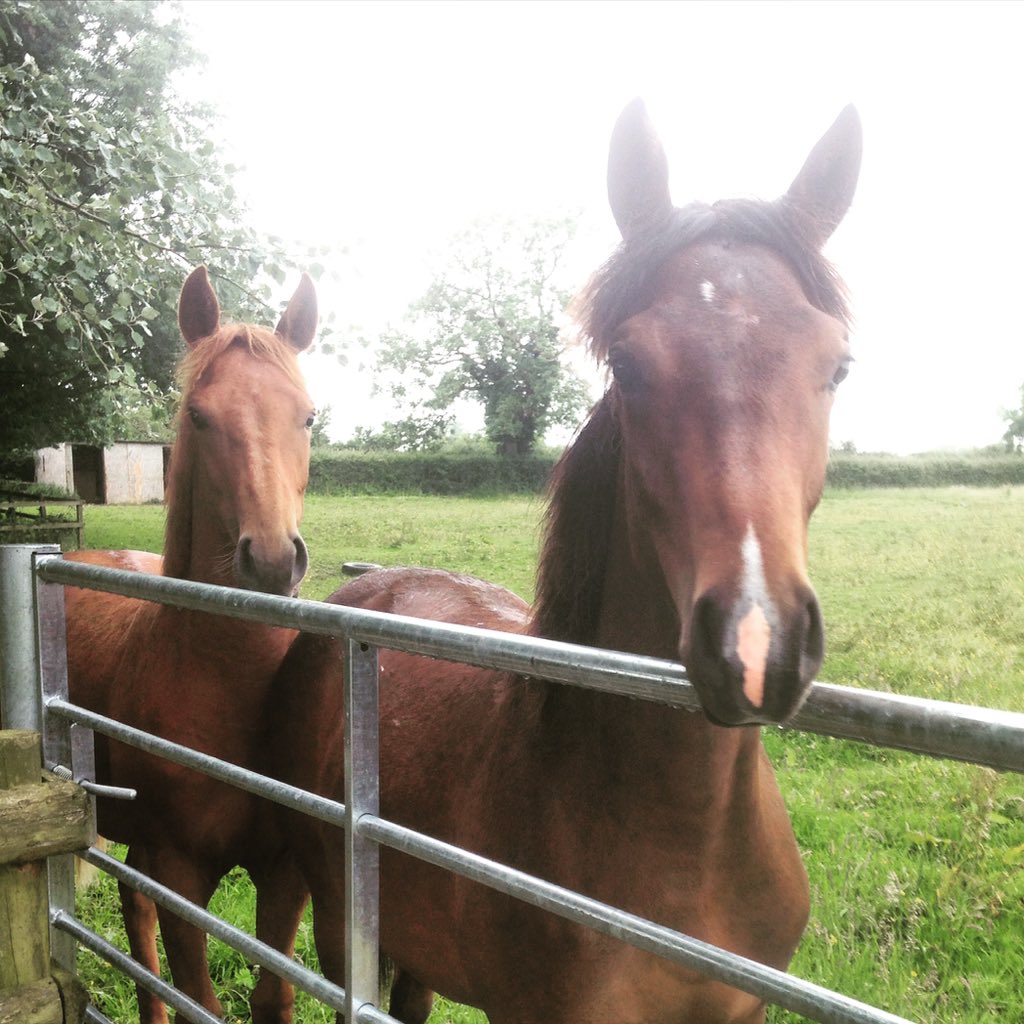 LaPiruPolo's tweet photo. Paloma (Clark X Nutria) and Cardinal (Rector X Prima Markova) - so pleased with  these yearlings. #futurechamp https://t.co/pHBGKizXnT