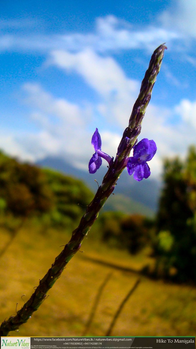 NaturevibesSl's tweet image. 