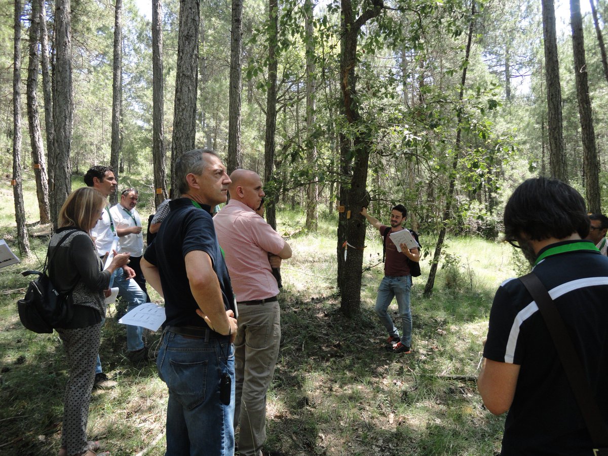 Yesterday, visit to Demorgest Life+ project #Marteloscope in a #blackpine #forest @cpforestal #ForestryTraining