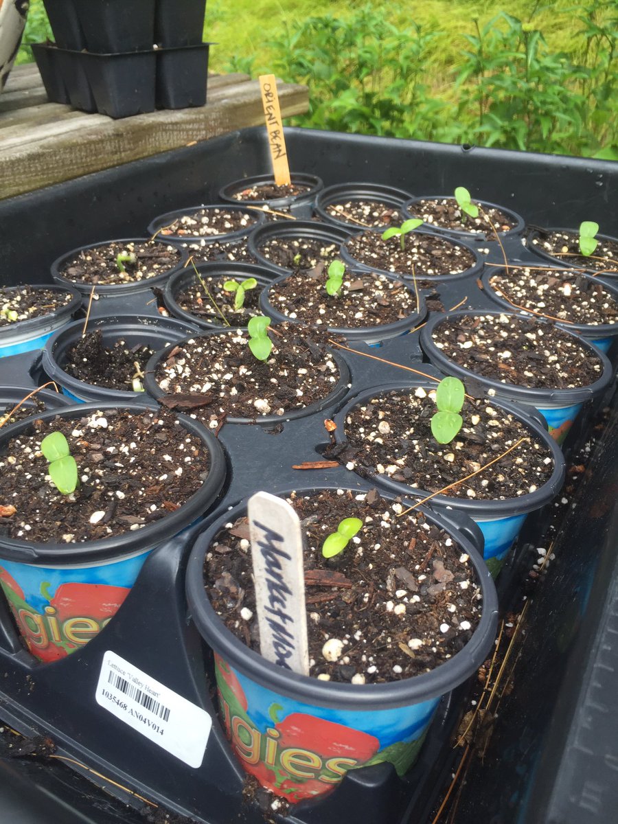 GardensbyRenee's tweet image. #successive sowing in other words....round two. #growyourown #gardensbyrenee