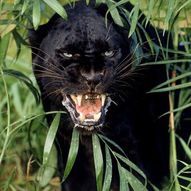 DaJuice9901's tweet photo. "Coach I am hungry"...well let's eat #pmworkout #creekboyz #humble #StriveForGreatness https://t.co/HVFE0KLwMo