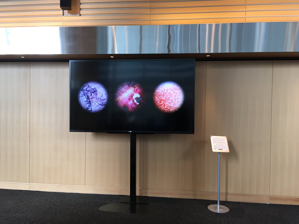 Showcasing #sciart at the incredible and inspiring @KMbW_Updates #CKF16! @elainetwsalt <a href="/DecomPianos/">Decomposing Pianos</a> #microbiology