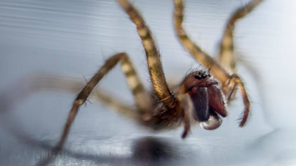 Creepy Crawlers
#insect #insects #nature #spider #macro #macrophotography #photography #ds… ift.tt/293WpwI