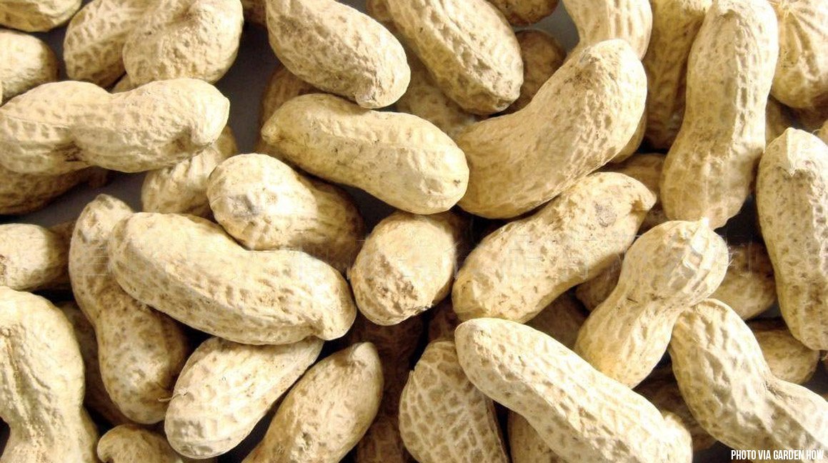 ScienceChannel's tweet image. Scientists are trying to create allergy-free peanuts. bit.ly/2954Qdq