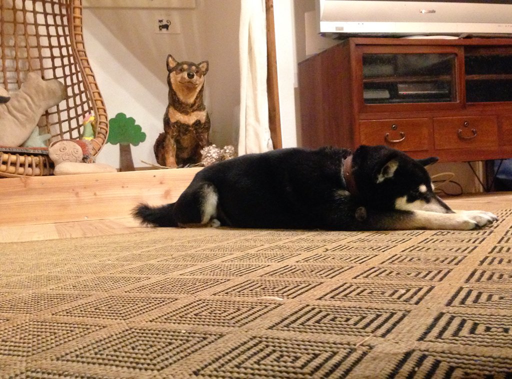 はしもとみお リビングにスーパーマンポーズの犬 はしもとみお リビングにスーパーマンポーズの犬