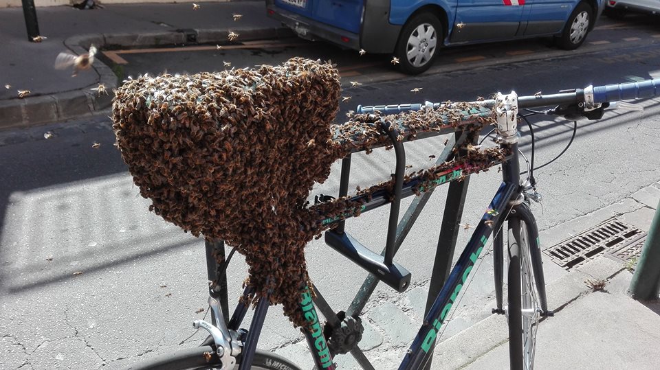 ladepechedumidi's tweet photo. Un essaim d'abeilles s'installe sur un vélo à #Toulouse  https://t.co/725bvO44km https://t.co/iPXPXRRRQy