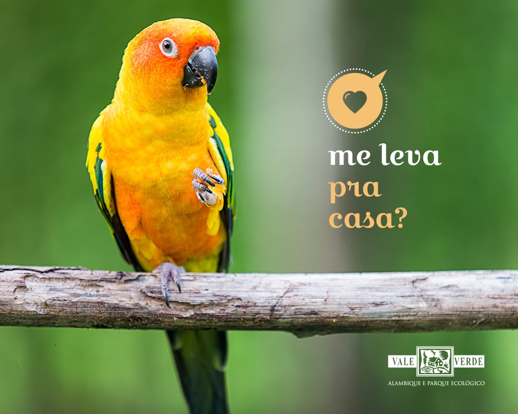 valeverdeparque's tweet photo. A jandaia-amarela está esperando pra ir pra sua casa. Venha conhecer e se apaixonar: https://t.co/jETgKtKNNe. https://t.co/ytJCoFB120