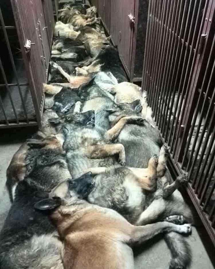 PartidoPACMA's tweet photo. 90 perros detectores de explosivos han sido asesinados cuando han dejado de ser "útiles" https://t.co/YwzWfCHLPL https://t.co/zc7NJ7lyk3