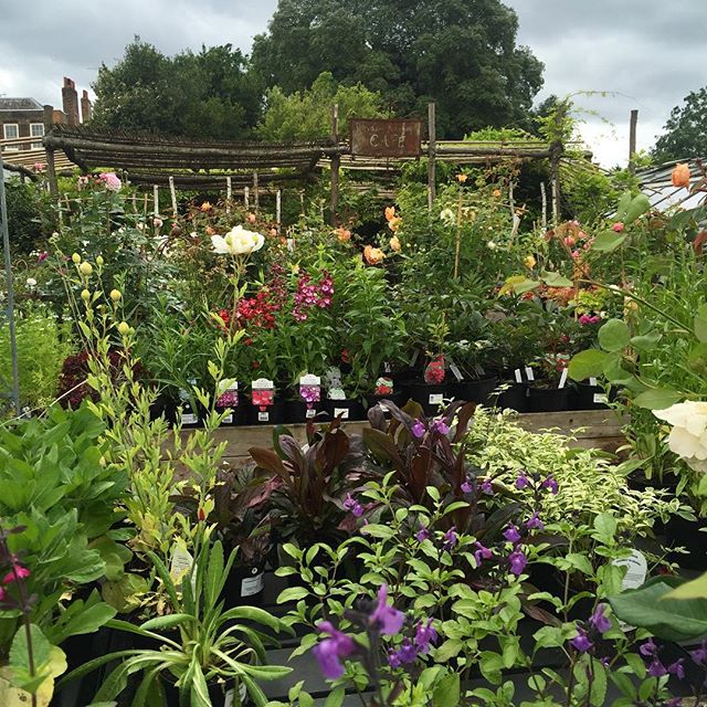 Even on a gloomy day, the Nurseries are filled with vibrant colours &amp; smells from the #roses