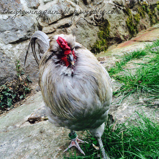 Grow_Pains's tweet photo. Meet our new #cockerel! So far he has been the sweetest guy. He is a Lavender #Araucana.  #chickens #cockerel #hens https://t.co/Arw6695BvE