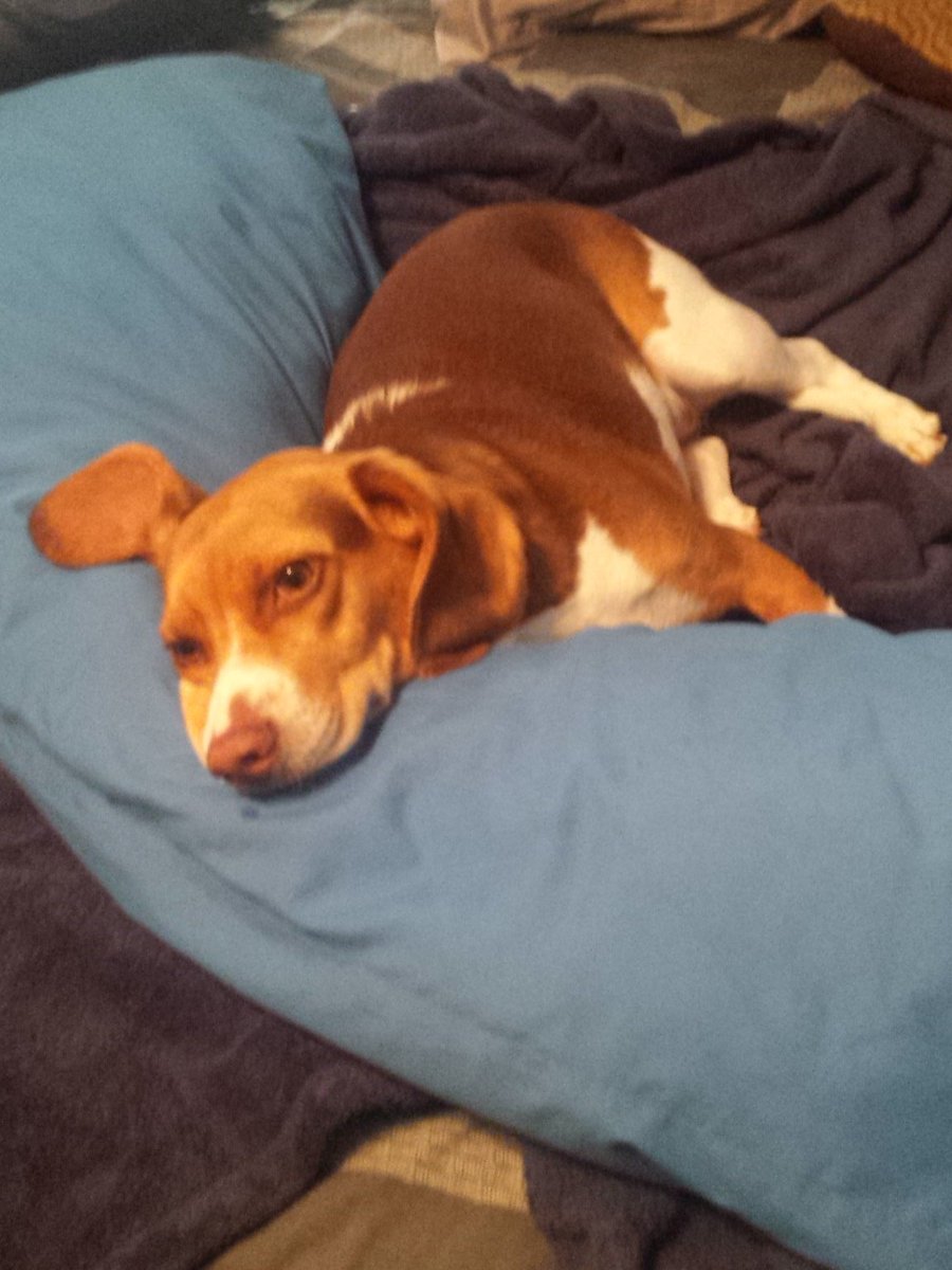 LucyPagsWags's tweet photo. My plan is to tour the pillows of the world. Unfortunately, I cannot get off of this one. https://t.co/oWCXWVz8V5