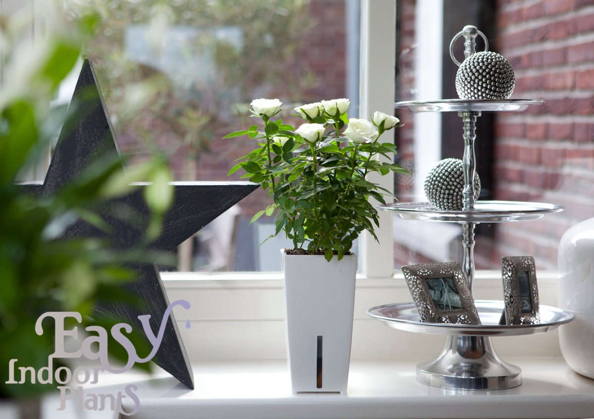 easyindoorplant's tweet photo. #Potroos #woonplant #juli. I.c.m. onze Waterfresh® systeem nog langer van #genieten! Info; https://t.co/c5vUxkpYg5 https://t.co/EdKDJLIEIl