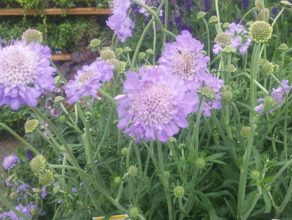 Vigoro Perennials; great choices, great value <a href="/HomeDepot/">The Home Depot</a> 949 <a href="/ChristineTHD/">Christine Sweeney</a>  <a href="/BillRodgers_12/">Bill Rodgers</a>  <a href="/nyyroro/">Ro Rodriguez</a>