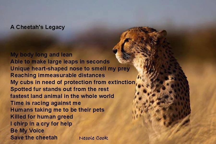 Op4Cheetahs on Twitter: Op4Cheetahs on Twitter: