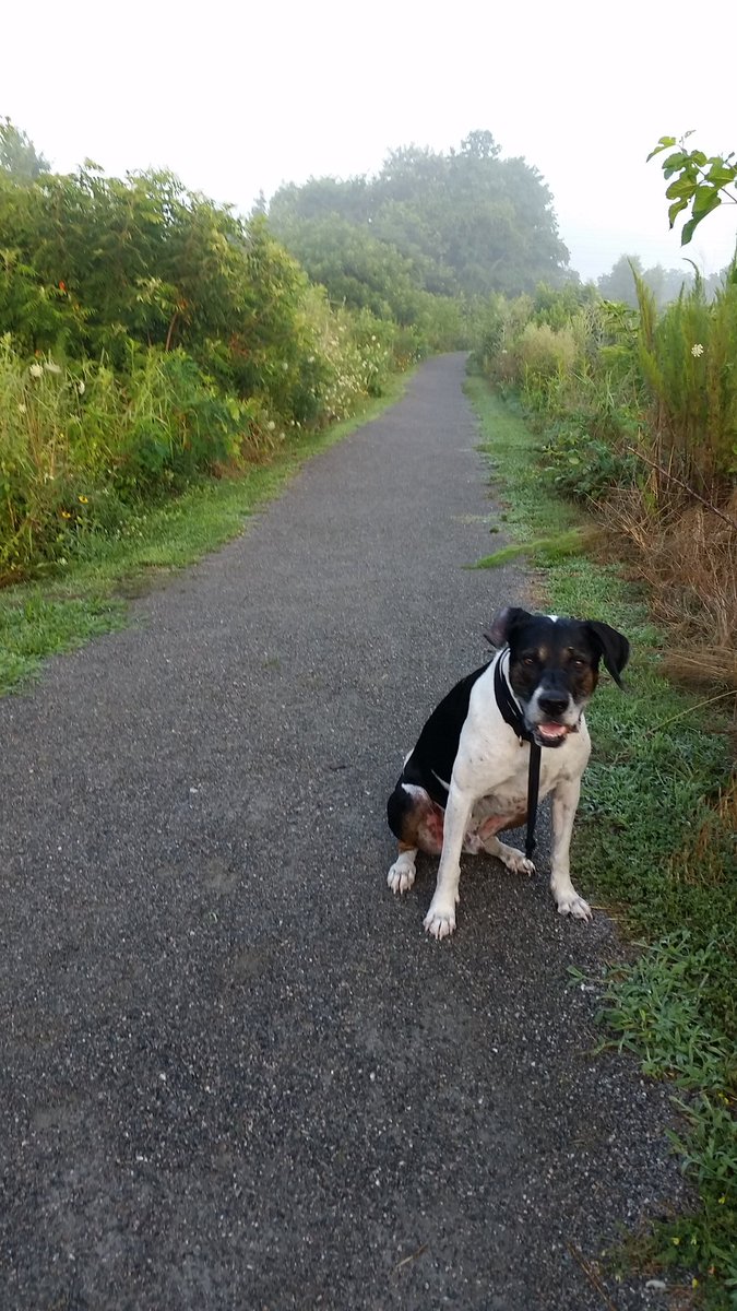 CBVolunbeers's tweet photo. Blue and I cleared the trails from spider webs. You're welcome. #notonpurpose #ParadiseCreekNaturePark https://t.co/12Plz4YjCR