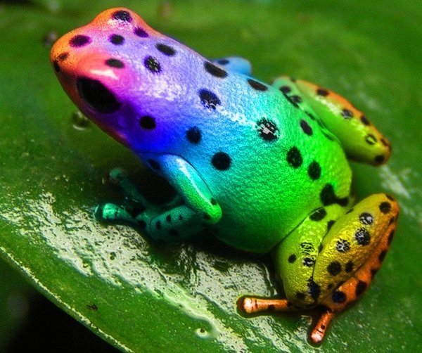 ak_kingdom's tweet photo. #RainbowFrog https://t.co/MdGMpPI9Wj