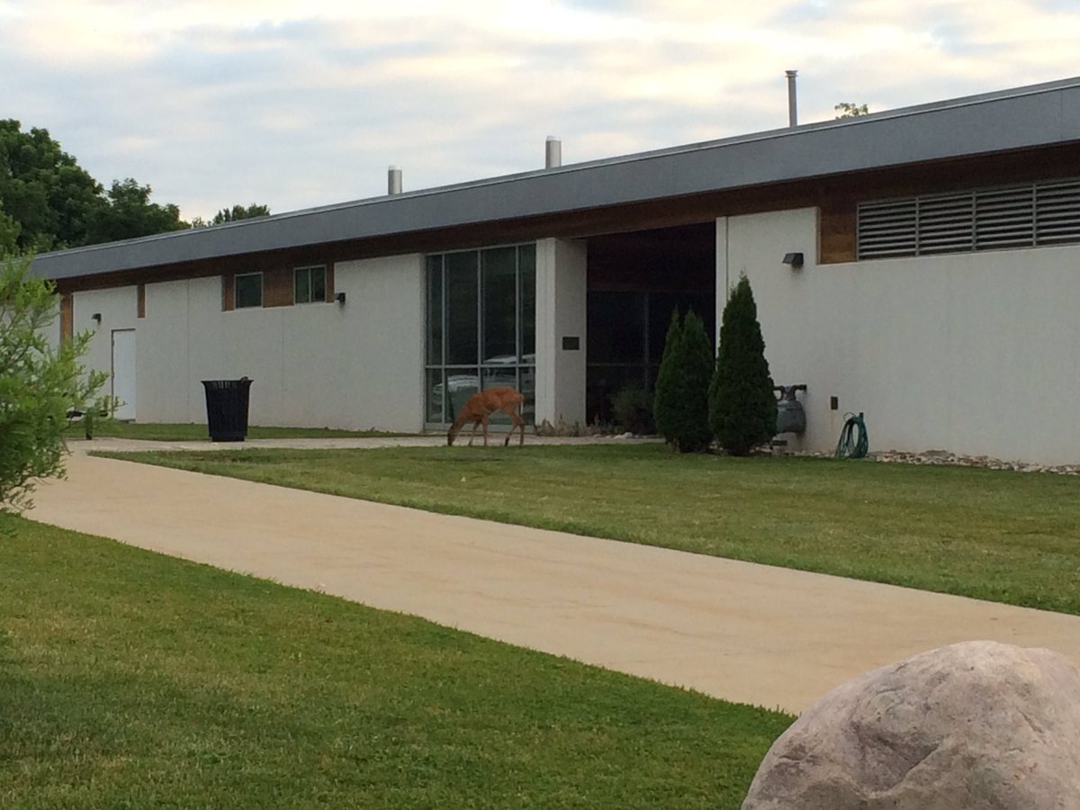 MusselDS's tweet image. I interrupted Bambi's breakfast this morning at the OSU wetlands @AnimalOSU