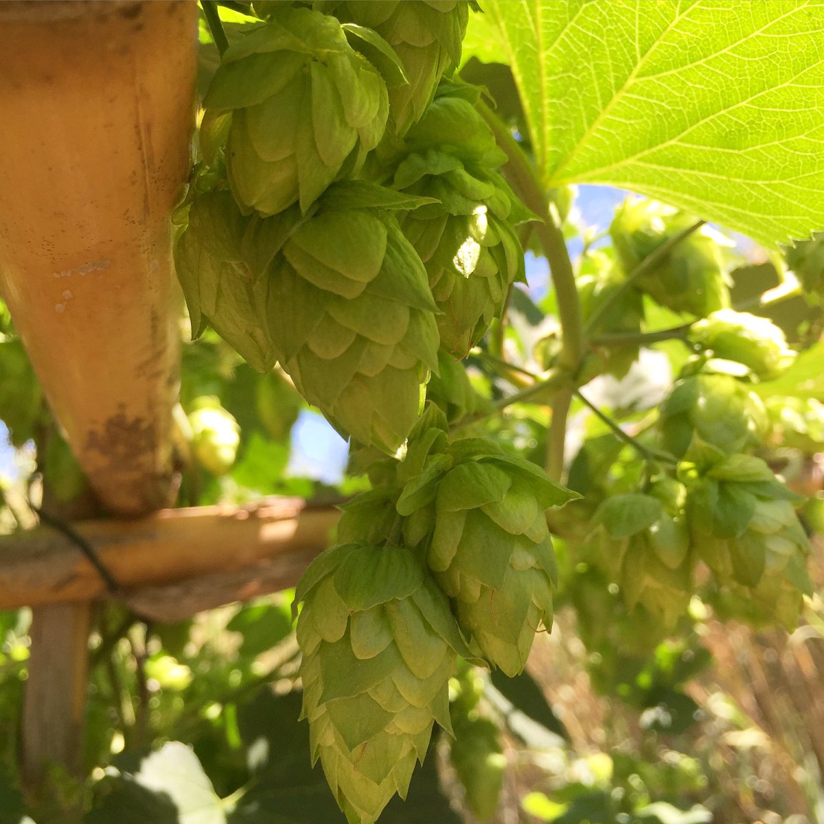 BrewBay's tweet photo. Che dite, come stanno i #luppoli ?
#birra #brewbay #Sardegna https://t.co/05DGqTz5kJ