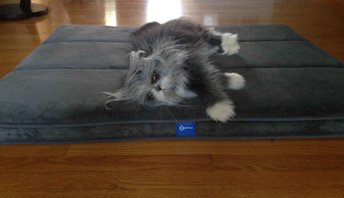 Atchoumthecat's tweet photo. Ok mom! I will never get up from here again ๐ค
#memoryfoambed #bed #BeOneBreed #Comfy https://t.co/h8BzInNHVn
