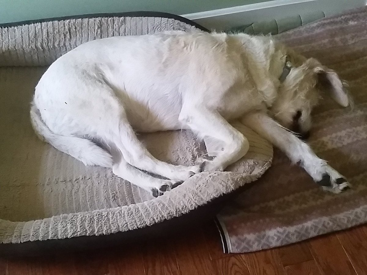 luvpines's tweet photo. #rescuedog #SouthernPinesLife https://t.co/5KNT0Fyk50