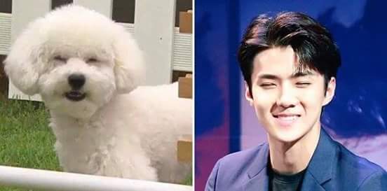 101TopTen's tweet image. 5555555555มีความเหมือนน 
วีวี่ เซฮุน ทำมั้ยน่ารักก