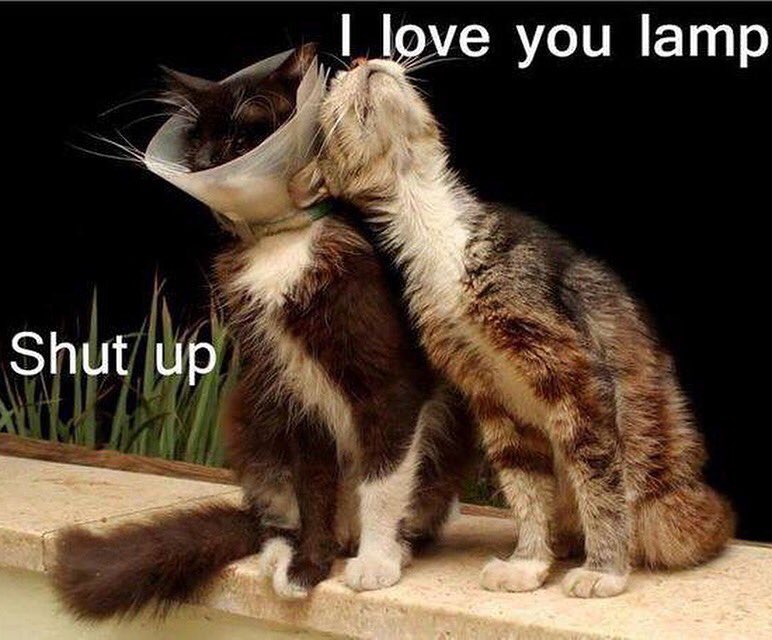 Poor kitty! I hated the cone of shame. #feelyourpain #jacobscrate #coneofshame