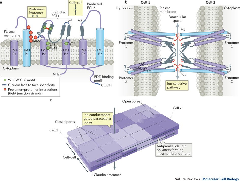 NatRevMCB's tweet image. New Review: #Tightjunctions: from simple barriers to multifunctional molecular gates (£) go.nature.com/292gJvr