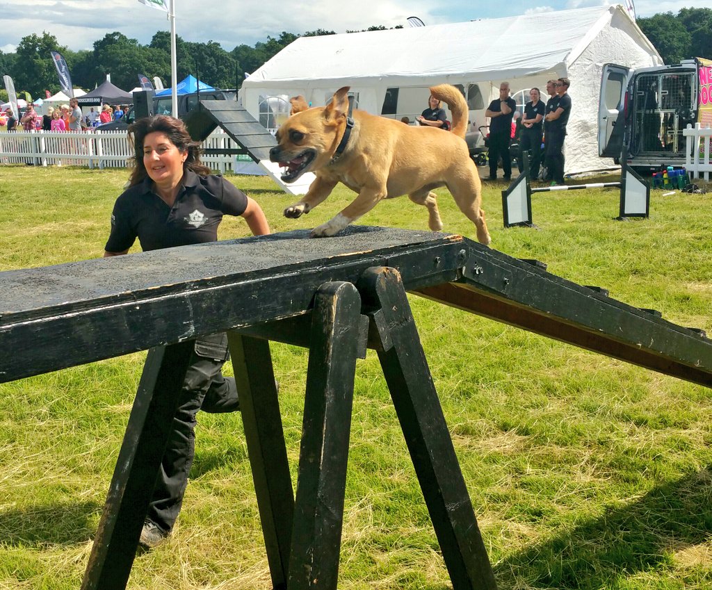 MrAndrewDickens's tweet photo. Great displays by @ConquestK9  @DogfestUK - crowds loved it! Luna &amp; Molly were our favourite star dogs! https://t.co/v9St0o6rkR
