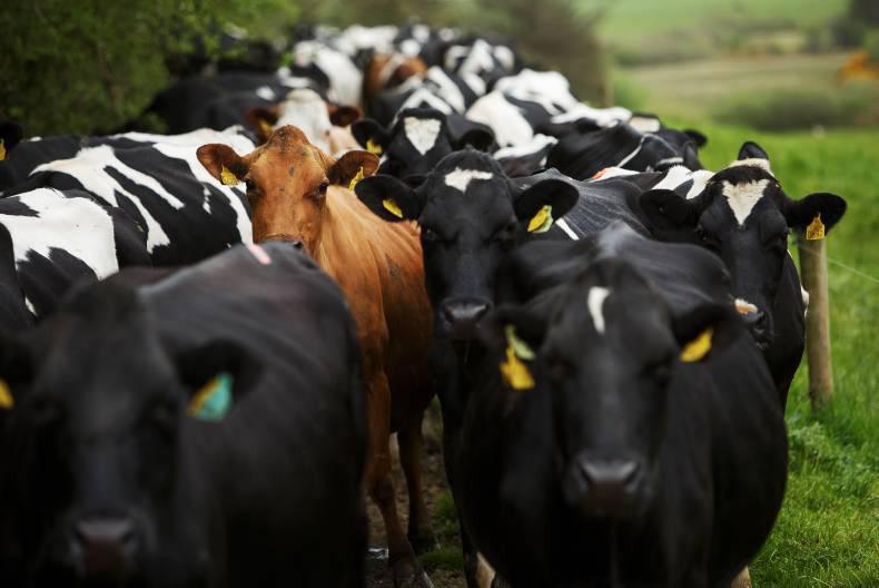 New EU financial aid package for dairy farmers only ow.ly/wdnD301KHTh