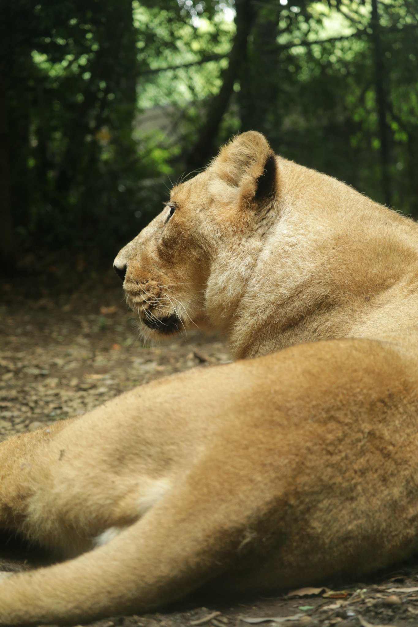 かずぺでぃあ ライオン インドライオン 撮影地 上野動物園 6 12 ズーラシア 6 25 ご存知百獣の王 舌の表面がざらざらしていて 肉を剥ぎ取ることができる ライオン インドライオン 上野動物園 ズーラシア かずぺでぃあ ライオン インドライオン 撮影地 上野動物園 6 12 ズーラシア 6 25 ご存知百獣の王 舌の表面がざらざらしていて 肉を剥ぎ取ることができる ライオン インドライオン 上野動物園 ズーラシア