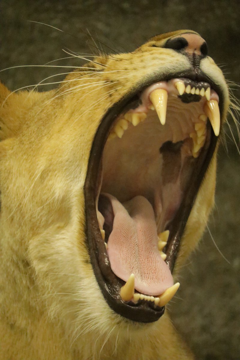 かずぺでぃあ ライオン インドライオン 撮影地 上野動物園 6 12 ズーラシア 6 25 ご存知百獣の王 舌の表面がざらざらしていて 肉を剥ぎ取ることができる ライオン インドライオン 上野動物園 ズーラシア