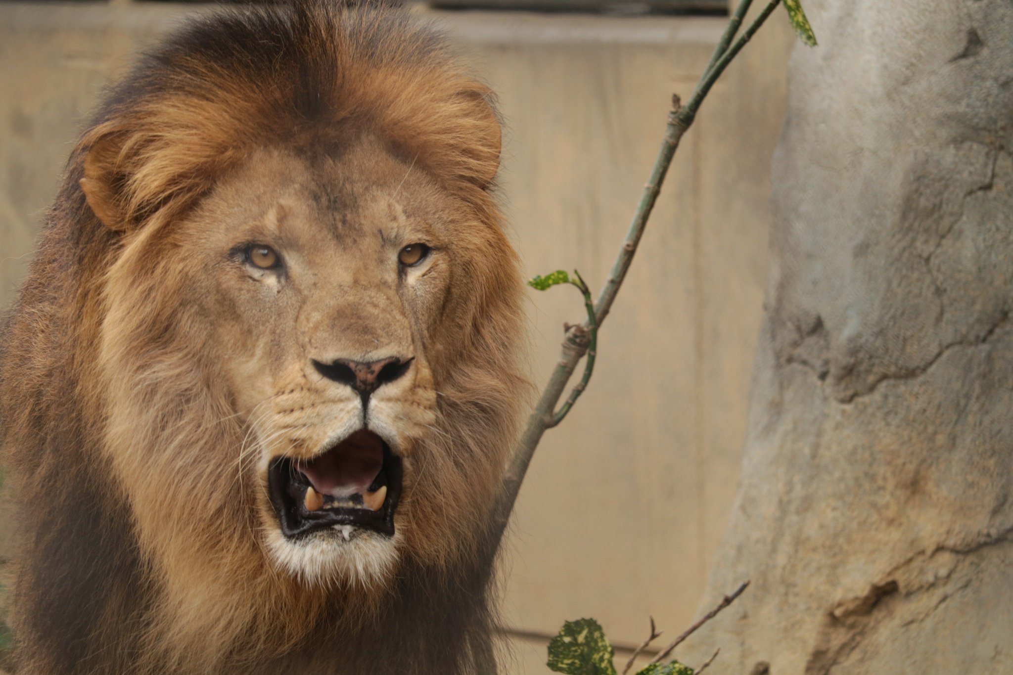かずぺでぃあ ライオン インドライオン 撮影地 上野動物園 6 12 ズーラシア 6 25 ご存知百獣の王 舌の表面がざらざらしていて 肉を剥ぎ取ることができる ライオン インドライオン 上野動物園 ズーラシア かずぺでぃあ ライオン インドライオン 撮影地 上野動物園 6 12 ズーラシア 6 25 ご存知百獣の王 舌の表面がざらざらしていて 肉を剥ぎ取ることができる ライオン インドライオン 上野動物園 ズーラシア