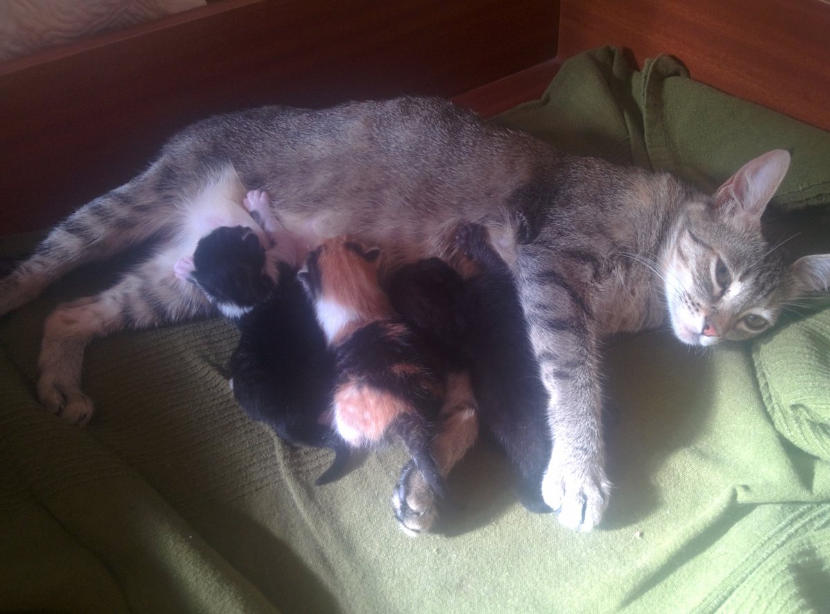 PabloMenendezz's tweet photo. Happy family❤🐱 https://t.co/Nec0g28w5Q