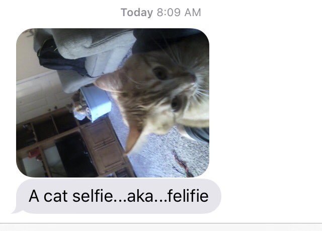 wisdomofpops's tweet image. Some people shouldn't be trusted with phones... Or cats.