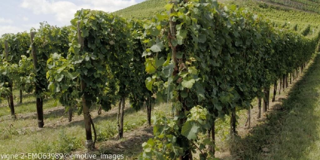 FranceAgriMerFR's tweet photo. #FranceAgriMerFR Ouverture du téléservice #Vitirestructuration #vins #restructuration
https://t.co/V2aNeg8b2o https://t.co/TQeDdCBHLu