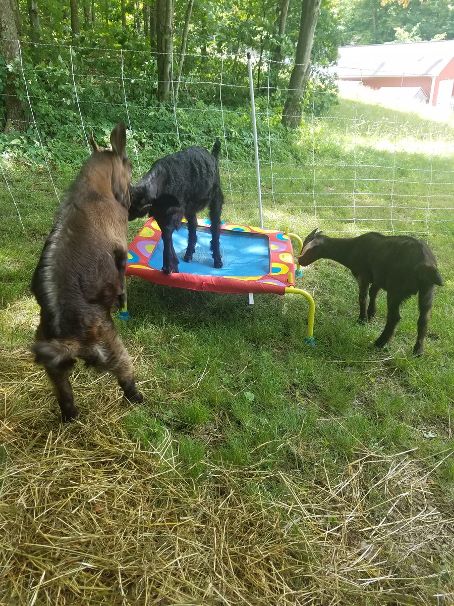 PureRom_India's tweet image. #goatfun