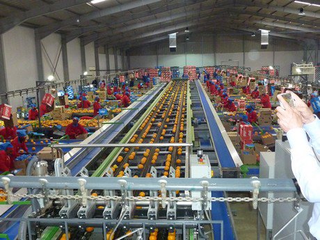 South Africa: Citrus exporter opens new state of the art packhouse <a href="/GOGOFruit/">GOGO Fruit SA</a>
freshplaza.com/article/159753…