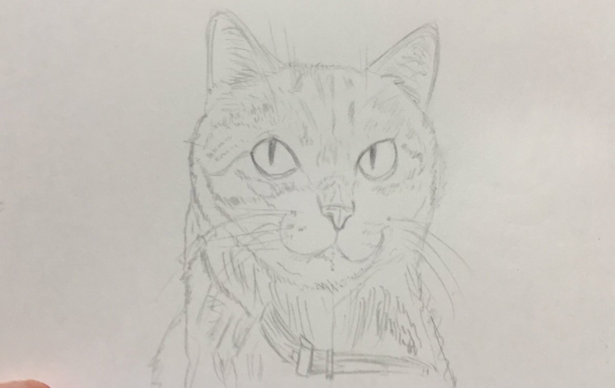 ねこ 