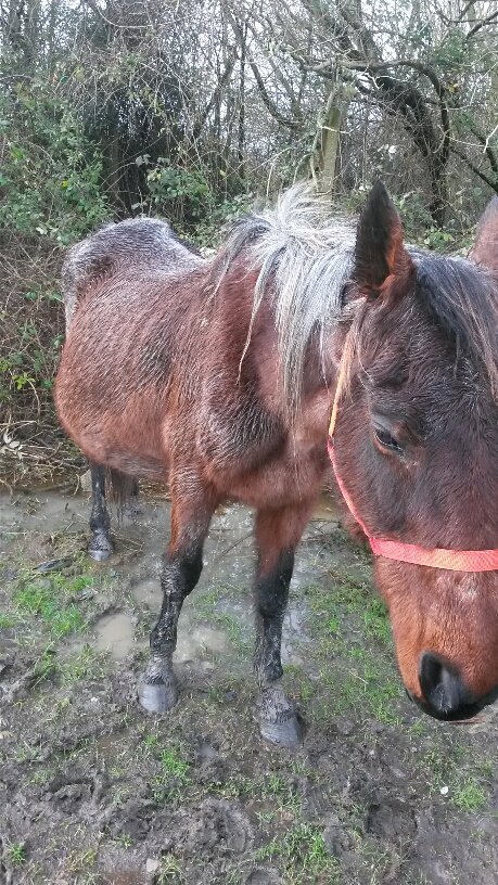 sarahlshephard's tweet photo. Near-to-death and pregnant rescue mare has healthy foal thanks to @bluecross_BAC https://t.co/0eOohbqvKC #HorseHour https://t.co/rPZfTiOE4b