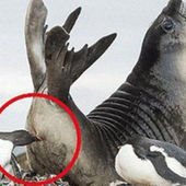 ペンギンの子供にケツ刺されたアザラシの顔ｗｗｗ