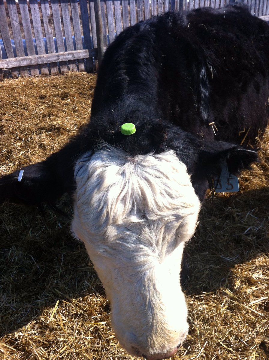 Stuffonmycows's tweet photo. #bottlecap #stuffonmycows https://t.co/znBC0ZMUUu