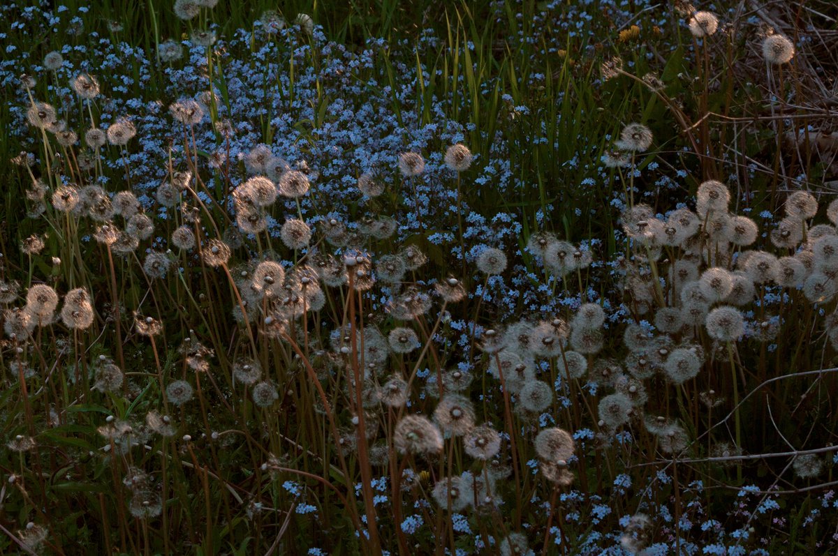 theAngelaLewis's tweet photo. dreamy spots in the Spring https://t.co/WRCduD2gWm