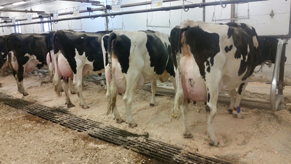 ChrisHendy44's tweet photo. Love milking my +140 lbs "club". #OptiTrans and #OptiFresh https://t.co/UQmZazlGlR