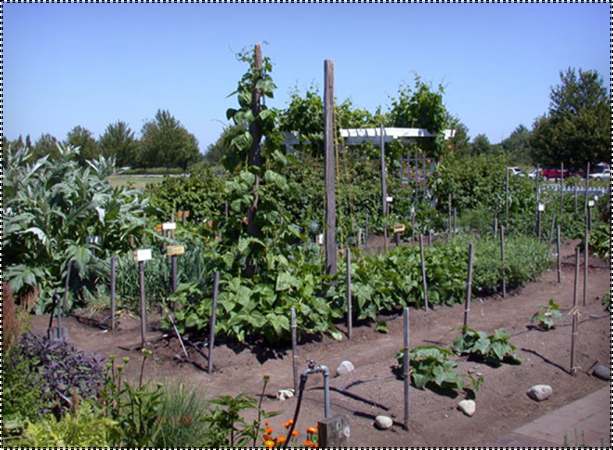 Tanglewood Garden tweet media
