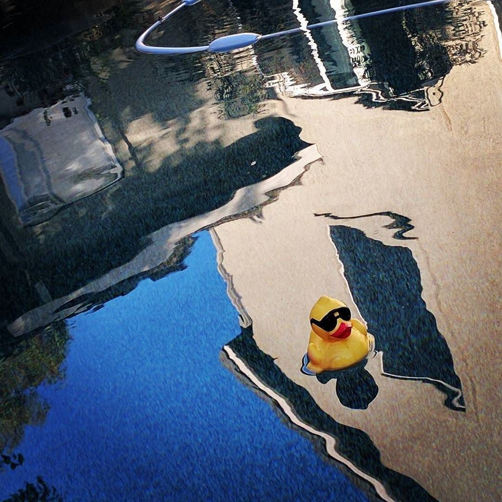 bribriggs's tweet photo. Peaceful sight this morning. @jcorippo #randomduck https://t.co/DQUiOgPKNN https://t.co/GdlHbkWhTi
